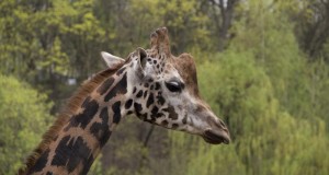 Įdomybės apie Lietuvos zoologijos sodo žirafas