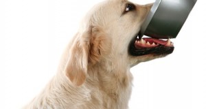 Tinkama šunų mityba ir alerginių reakcijų prevencija
