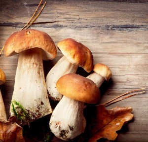 Grybai_shutterstock_155438015_m