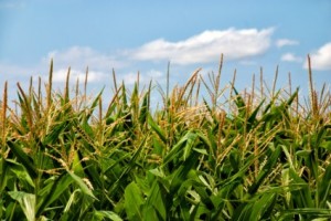 corn_field_arable_217779