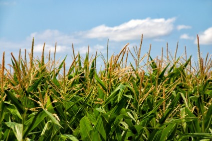 GMO auginimas nuo šiol Lietuvos rankose