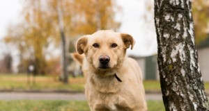 Rasti namus beglobiams šunims padės projektas „Gyvenimo mokykla prieglaudinukams“