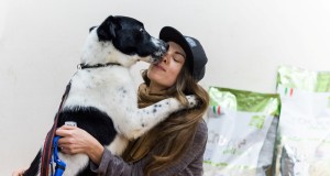 Beglobius šunis mokys gero elgesio ir tvarkos
