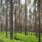 Miškų supirkimo procesas