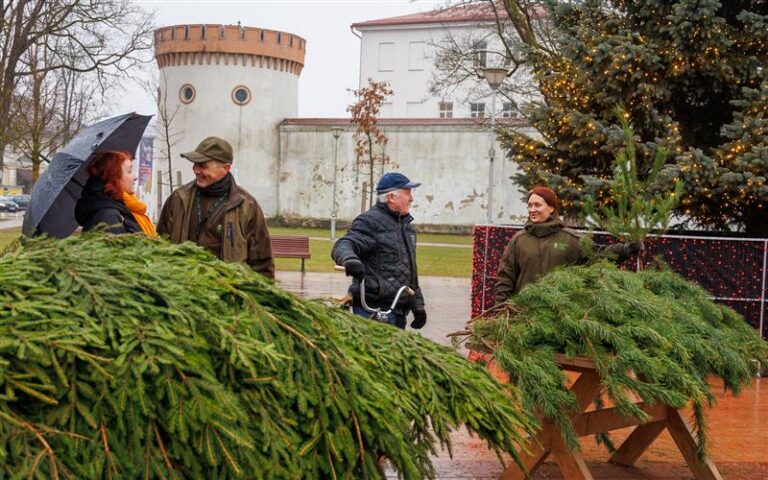 Jau rytoj miškas atkeliaus į miestų ir miestelių aikštes – vyks tradicinė VMU eglišakių dalinimo akcija