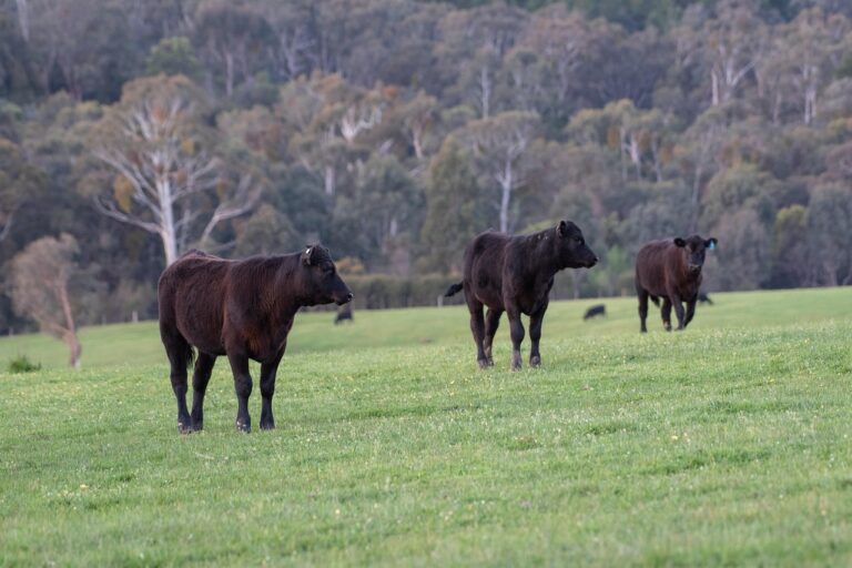 „Gero ūkininko“ čempionate įkvėpė atsakingo ūkininkavimo istorijos